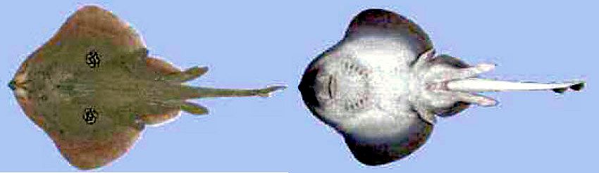 Leucoraja naevus_05.jpg
